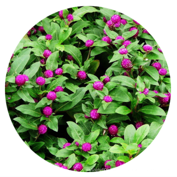 Top quality summer flower pink Gomphrena globosa amaranth seed